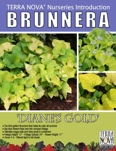 Brunnera 'Diane's Gold' - Product Profile