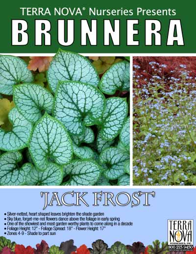 Brunnera 'Jack Frost' - Product Profile