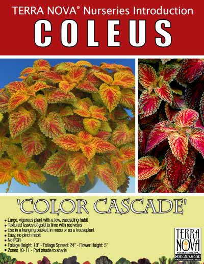 Coleus 'Color Cascade' - Product Profile