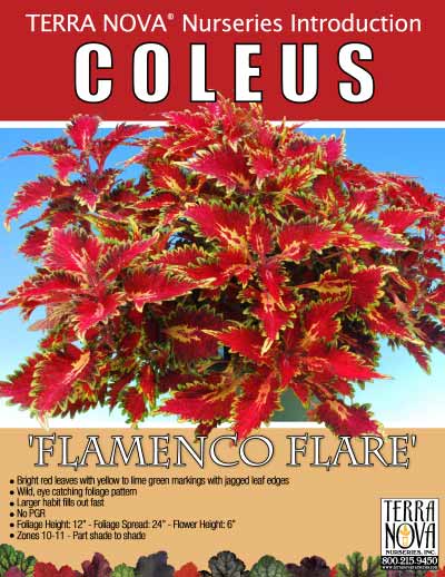 Coleus 'Flamenco Flare' - Product Profile