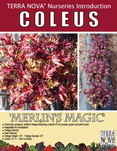 Coleus 'Merlin's Magic' - Product Profile