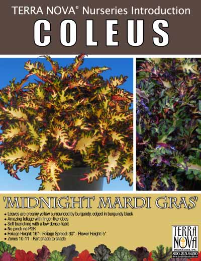 Coleus 'Midnight Mardi Gras' - Product Profile