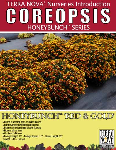 Coreopsis HONEYBUNCH™ 'Red & Gold' - Product Profile