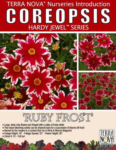 Coreopsis 'Ruby Frost' - Product Profile