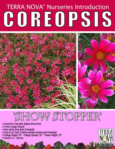 Coreopsis 'Show Stopper' - Product Profile