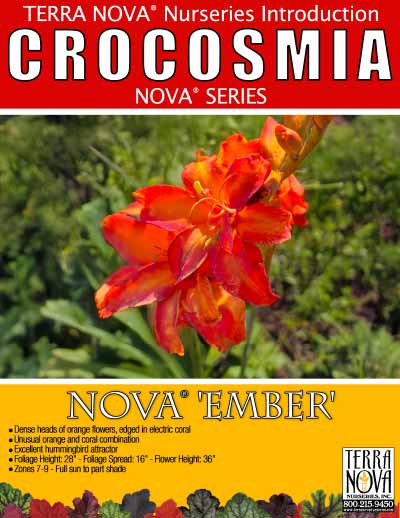 Crocosmia NOVA® 'Ember' - Product Profile