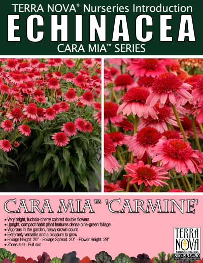 Echinacea CARA MIA™ 'Carmine' - Product Profile