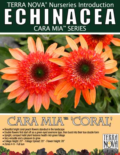 Echinacea CARA MIA™ 'Coral' - Product Profile