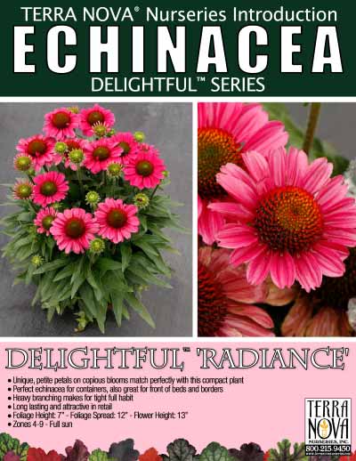 Echinacea DELIGHTFUL™ 'Radiance' - Product Profile