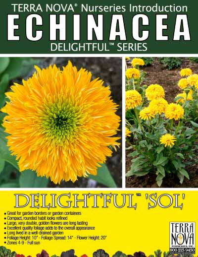 Echinacea DELIGHTFUL™ 'Sol' - Product Profile