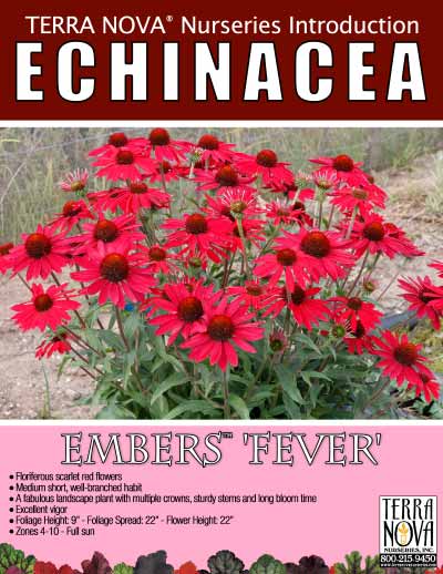 Echinacea EMBERS™ 'Fever' - Product Profile