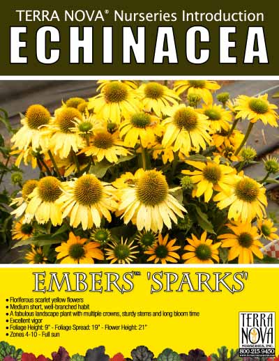 Echinacea EMBERS™ 'Sparks' - Product Profile