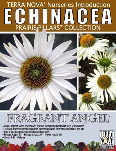 Echinacea 'Fragrant Angel' - Product Profile