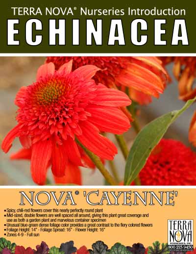 Echinacea NOVA® ‘Cayenne’ | TERRA NOVA® Nurseries, Inc.