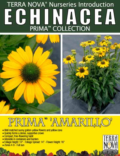 Echinacea PRIMA™ 'Amarillo' - Product Profile