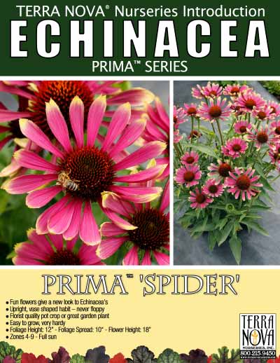 Echinacea PRIMA™ 'Spider' - Product Profile