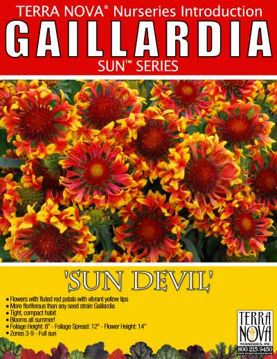 Gaillardia 'Sun Devil' - Product Profile