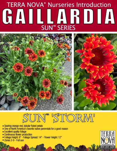Gaillardia SUN™ 'Storm' - Product Profile