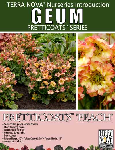 Geum PRETTICOATS™ 'Peach' - Product Profile