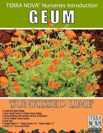 Geum 'Sunkissed Lime' - Product Profile