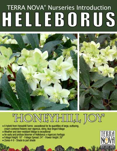 Helleborus 'Honeyhill Joy' - Product Profile