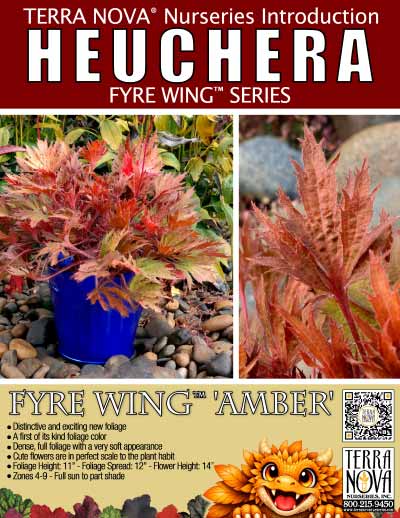 Heuchera FYRE WING™ 'Amber' - Product Profile