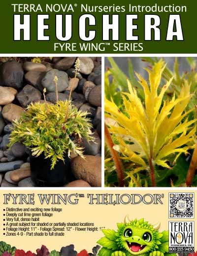Heuchera FYRE WING™ 'Heliodor' - Product Profile
