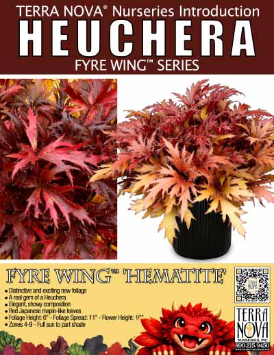 Heuchera FYRE WING™ 'Hematite' - Product Profile