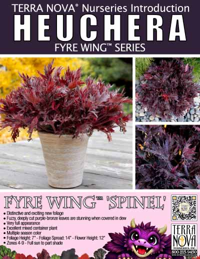 Heuchera FYRE WING™ 'Spinel' - Product Profile