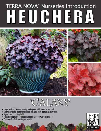 Heuchera 'Galaxy' - Product Profile