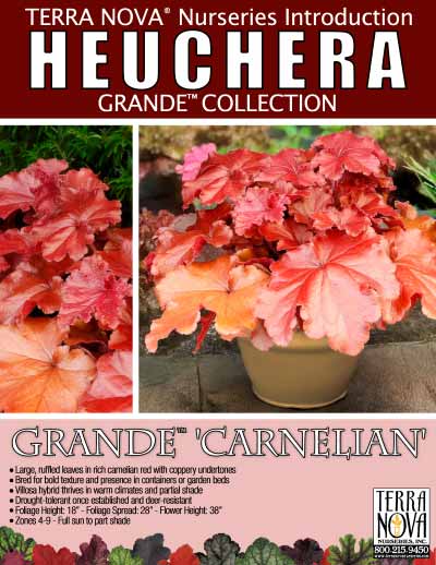 Heuchera GRANDE™ 'Carnelian' - Product Profile