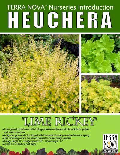 Heuchera 'Lime Rickey' - Product Profile