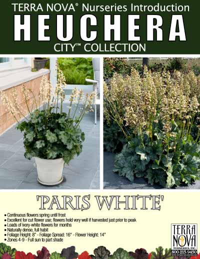 Heuchera 'Paris White' - Product Profile