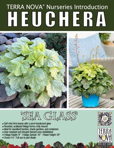 Heuchera 'Sea Glass' - Product Profile