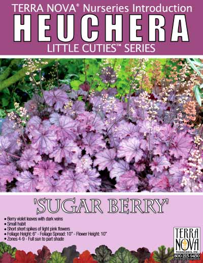 Heuchera LITTLE CUTIES™ 'Sugar Berry' - Product Profile