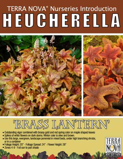 Heucherella 'Brass Lantern' - Product Profile