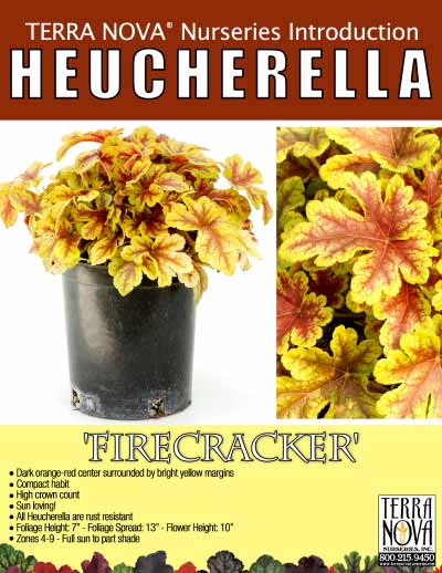 Heucherella 'Firecracker' - Product Profile