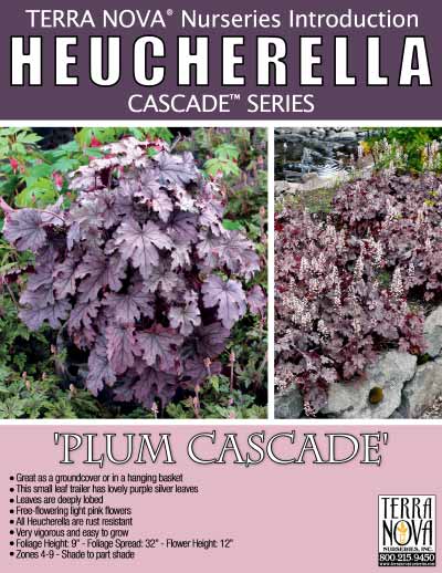Heucherella 'Plum Cascade' - Product Profile