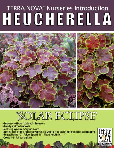 Heucherella 'Solar Eclipse' - Product Profile