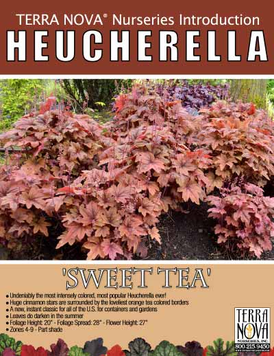 Heucherella 'Sweet Tea' - Product Profile