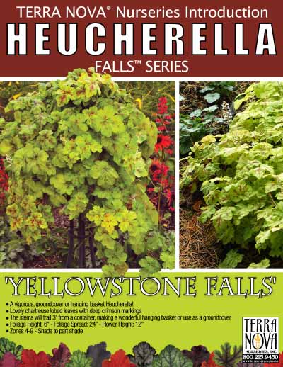 Heucherella 'Yellowstone Falls' - Product Profile