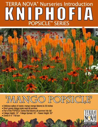 Kniphofia 'Mango Popsicle' - Product Profile