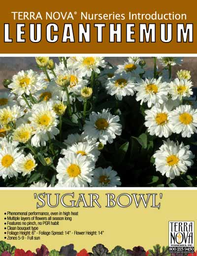 Leucanthemum 'Sugar Bowl' - Product Profile