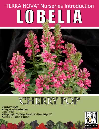 Lobelia 'Cherry Pop' - Product Profile