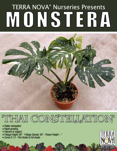 Monstera 'Thai Constellation' - Product Profile