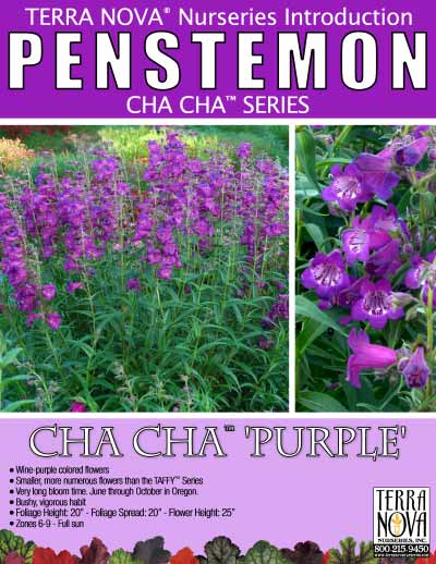 Penstemon CHA CHA™ 'Purple' - Product Profile