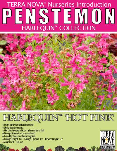 Penstemon HARLEQUIN™ 'Hot Pink' - Product Profile