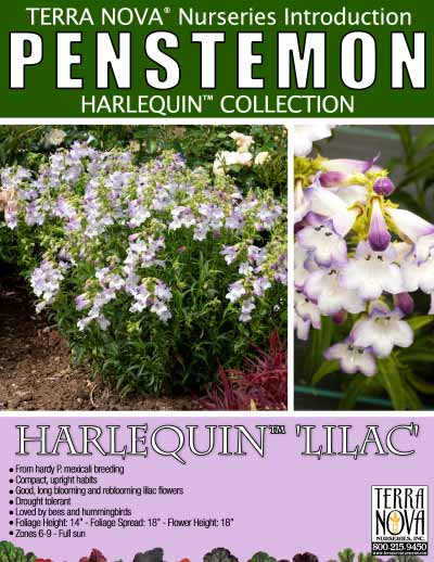 Penstemon HARLEQUIN™ 'Lilac' - Product Profile