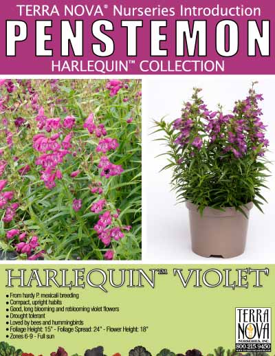 Penstemon HARLEQUIN™ 'Violet' - Product Profile