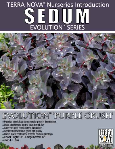Sedum EVOLUTION™ 'Purple Crush' - Product Profile